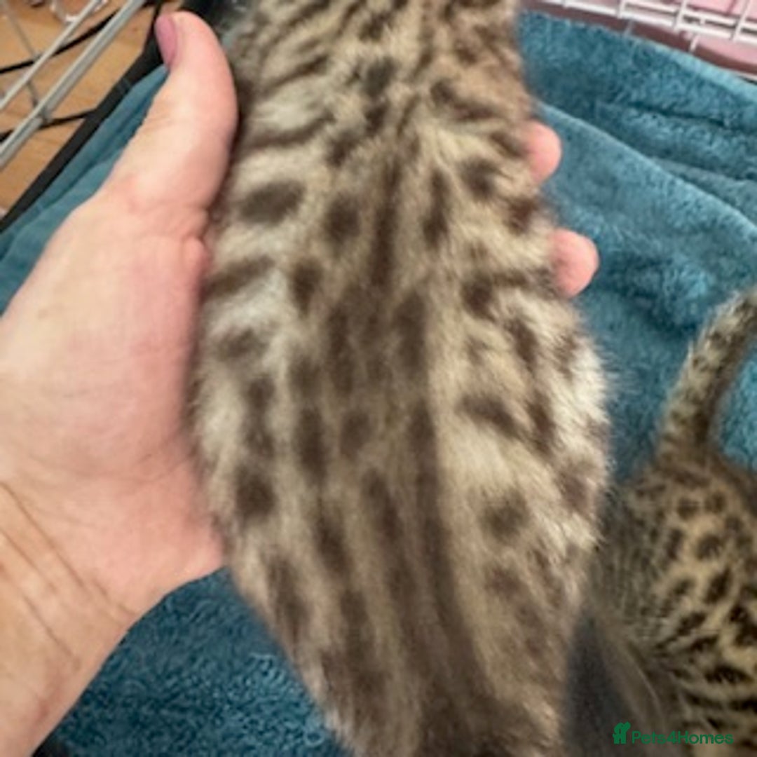 Bengal cats for sale: 4 Gorgeous Bengal Babies - Image 22