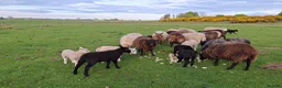 Sheep livestock for sale: Lambs with dams in Cupar - Advert 4