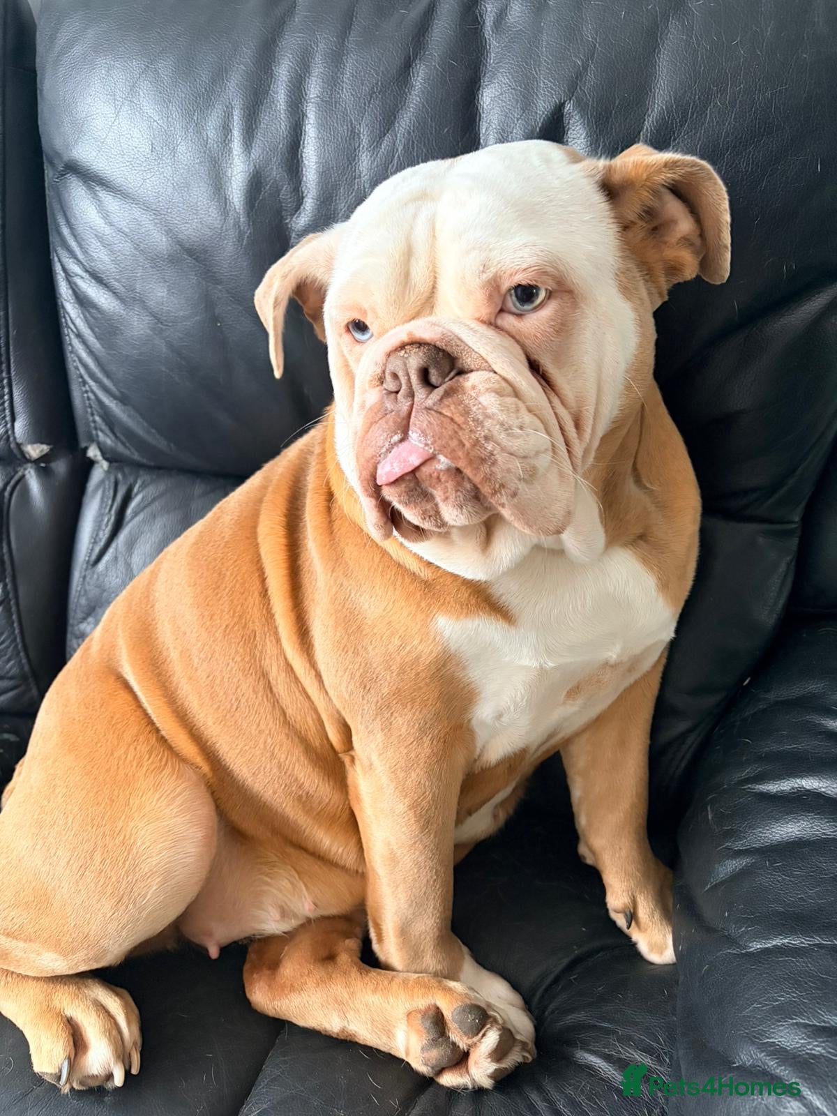 English Bulldog dogs English bulldog  - Advert 3