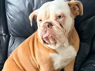 English Bulldog dogs English bulldog - Advert 3