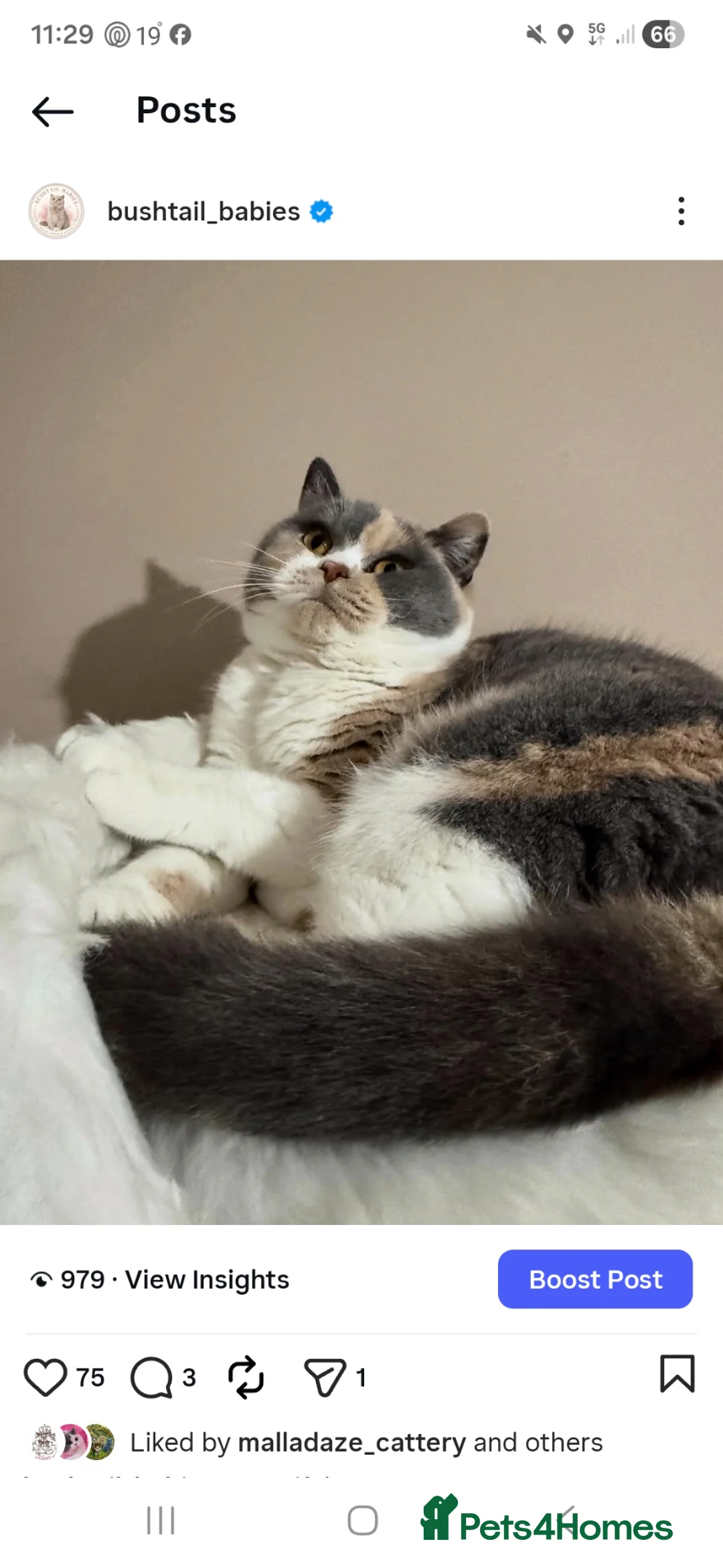 British Longhair cats for sale: GCCF Stunning Lilac British Longhair  - Advert 7