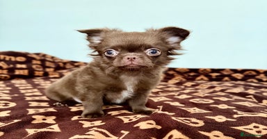 Chihuahua dogs Long coat chihuahua boy  - Advert 5