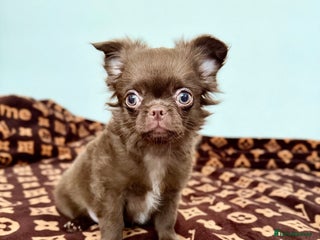 Chihuahua dogs Long coat chihuahua boy - Advert 15