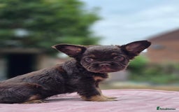 French Bulldog dogs for sale: Fluffy french bulldogs carrying Pink - Image 6