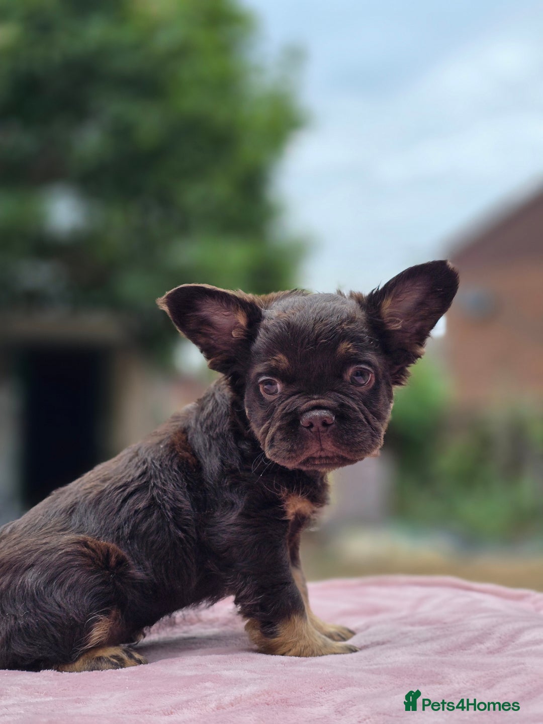 French Bulldog dogs for sale: Fluffy french bulldogs carrying Pink - Image 6