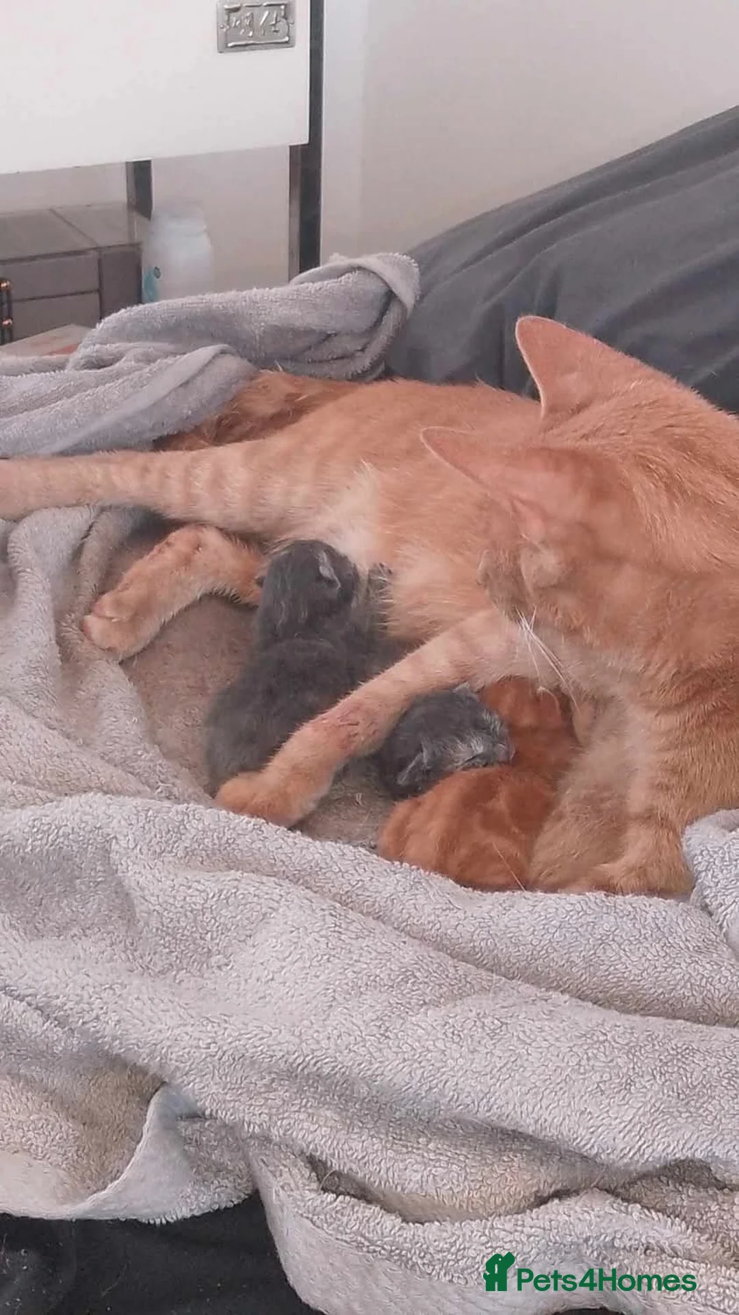 Mixed Breed cats for sale: 5 gorgeous kittens for sale  in Nottingham - Advert 1
