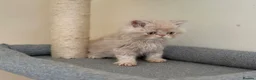 Persian cats for sale: GCCF registered cream Persians 💙 - Advert 8