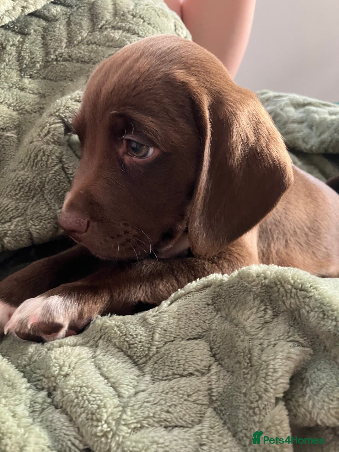 Bocker dogs for sale: 🐶 Cocker Spaniel x Beagle (Bocker) Puppy 🐶 - Image 1