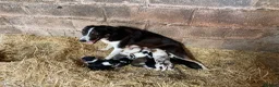 Border Collie dogs for sale: Adorable border collies - Advert 14