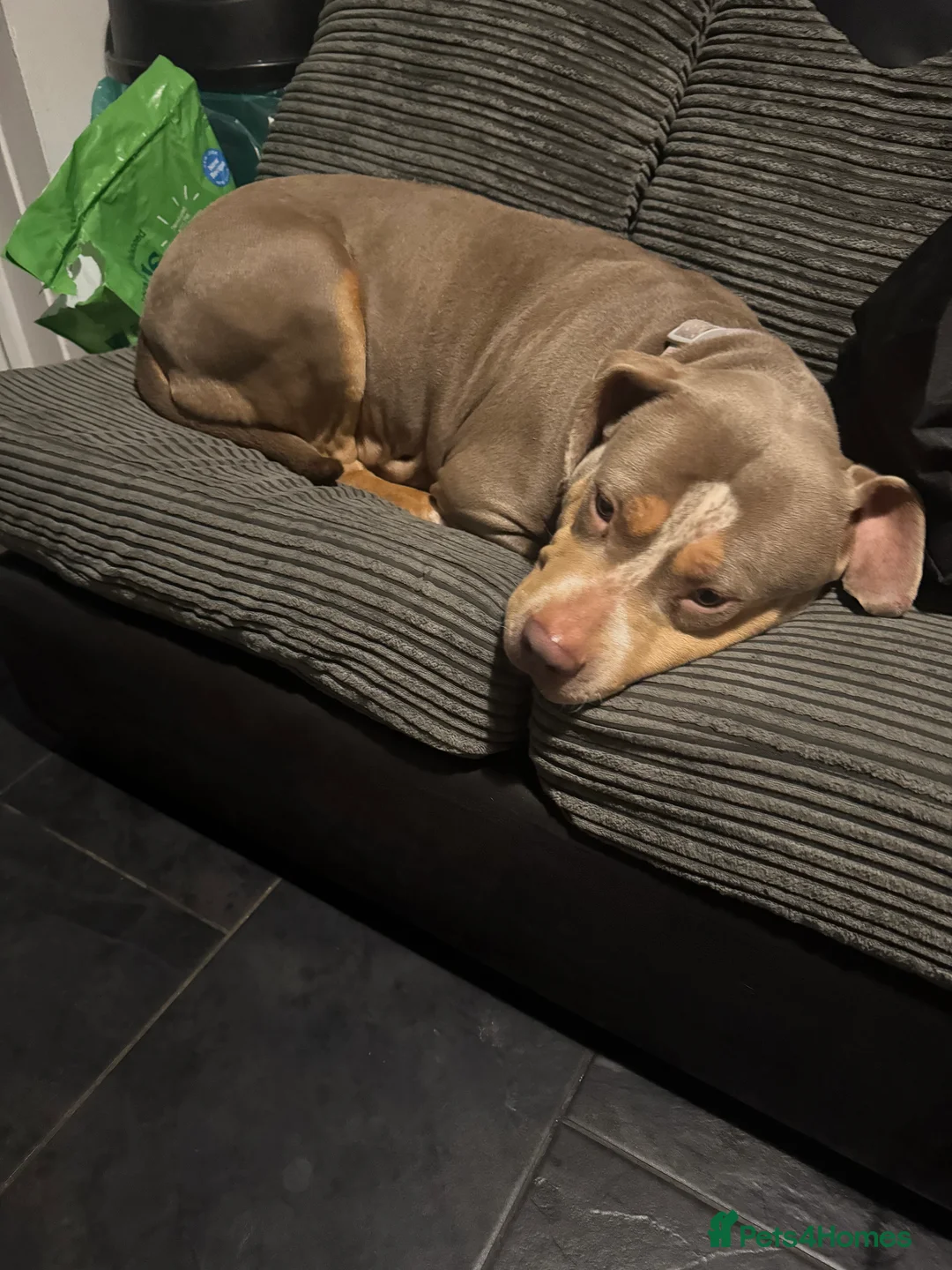 Mixed Breed dogs for sale: £0 XL bully mixed bread  - Advert 3