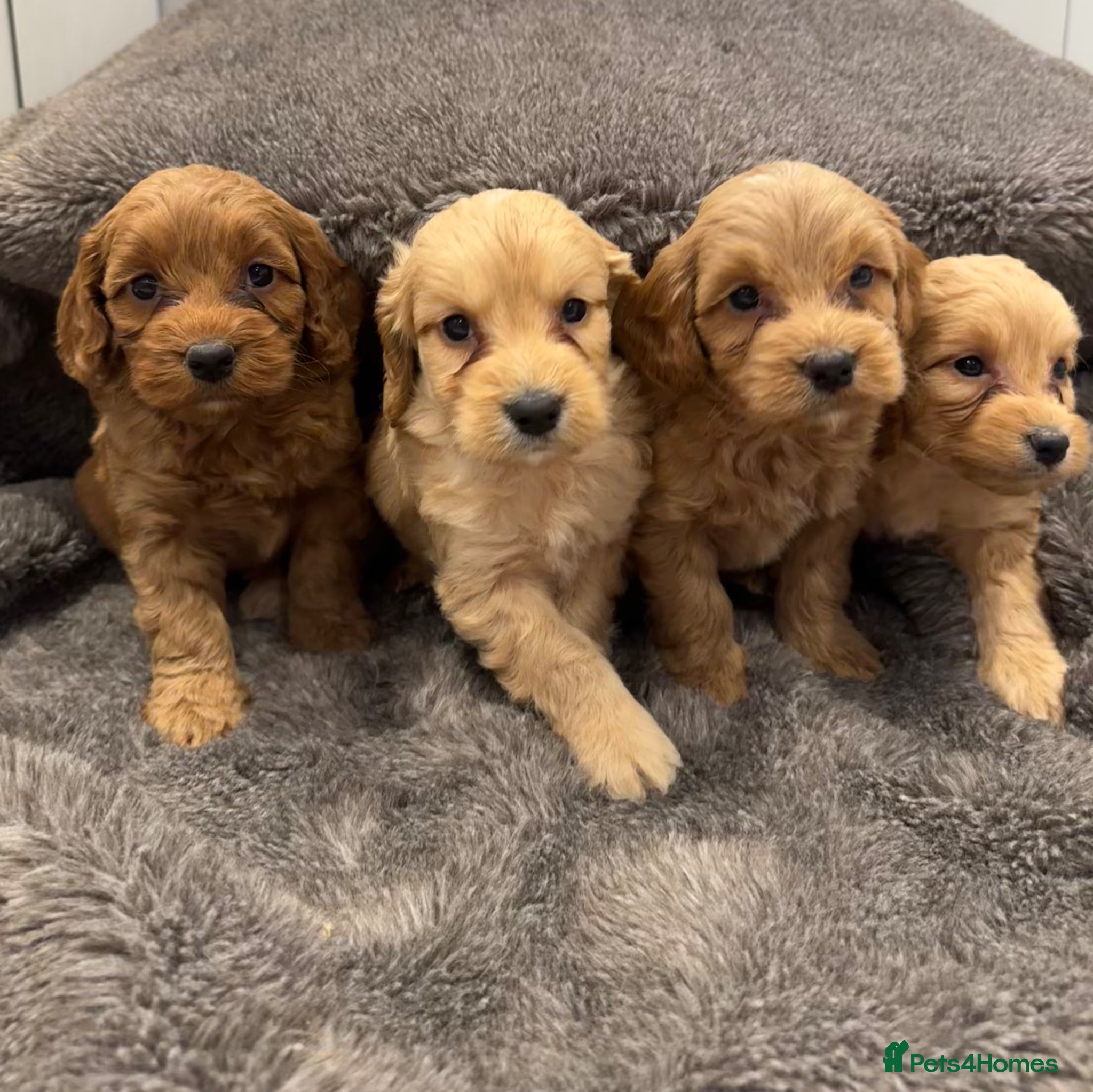 Cockapoo dogs Stunning Cockapoo puppies  - Advert 1