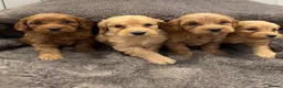 Cockapoo dogs for sale: Stunning Cockapoo puppies  - Advert 3