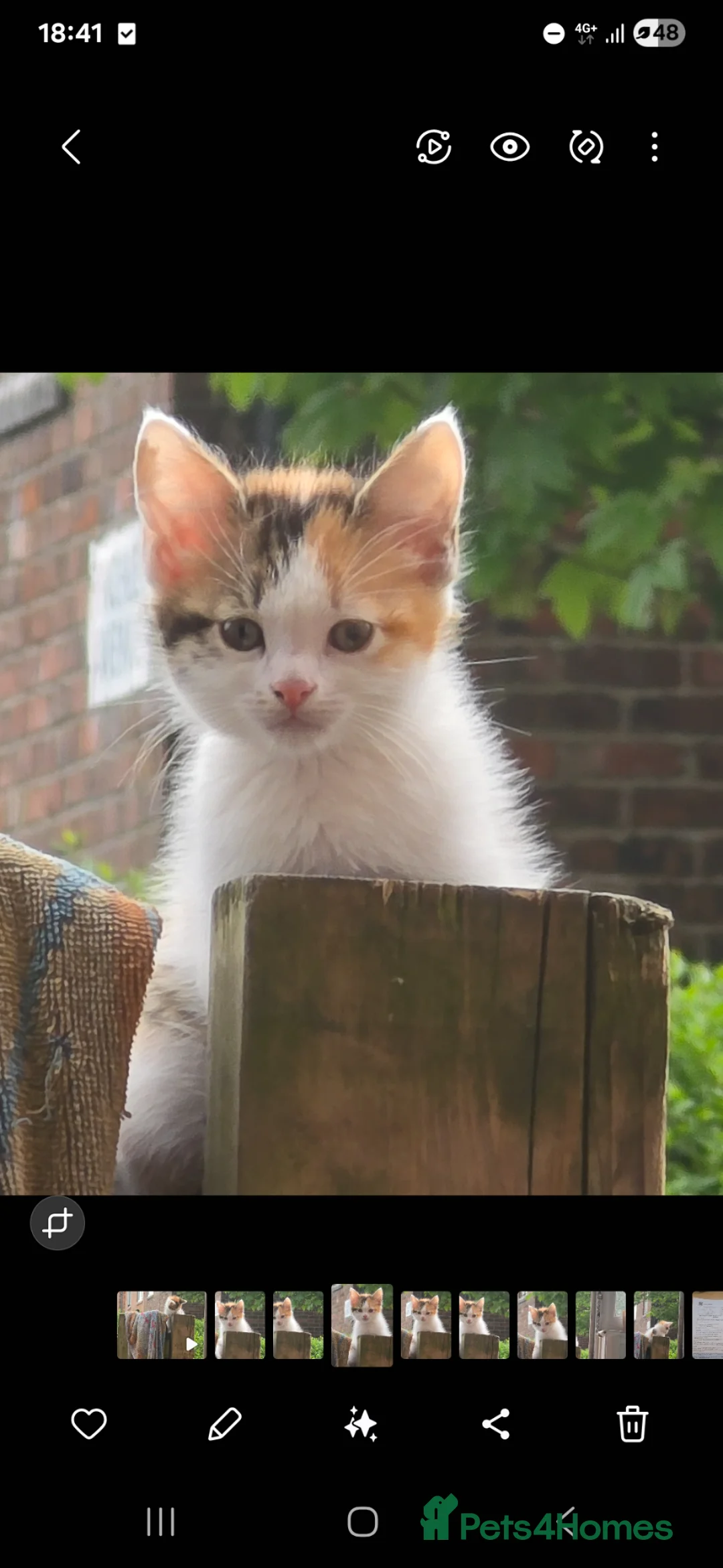 Mixed Breed cats for sale: Gorgeous kittens  - Advert 2