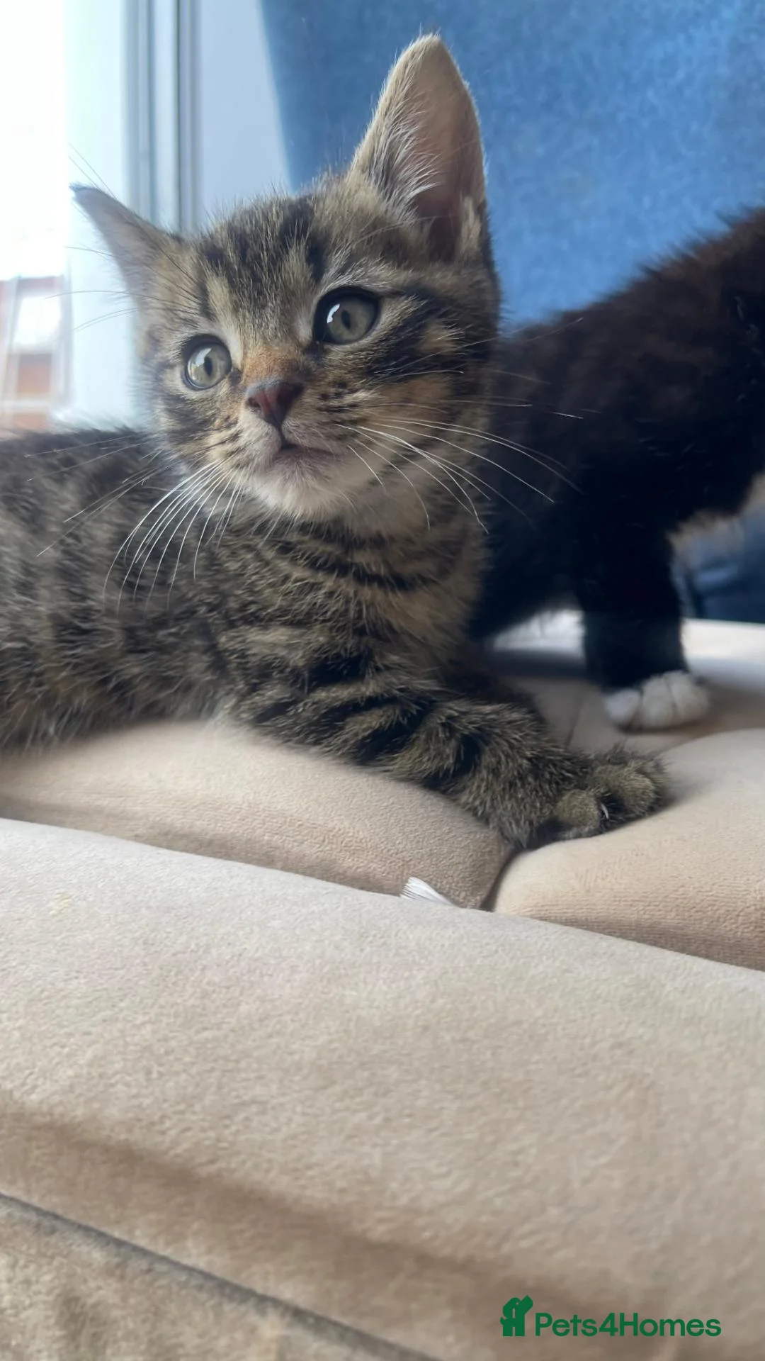 Mixed Breed cats for sale: 4 Adorable Kittens Ready for Forever Homes - Advert 2