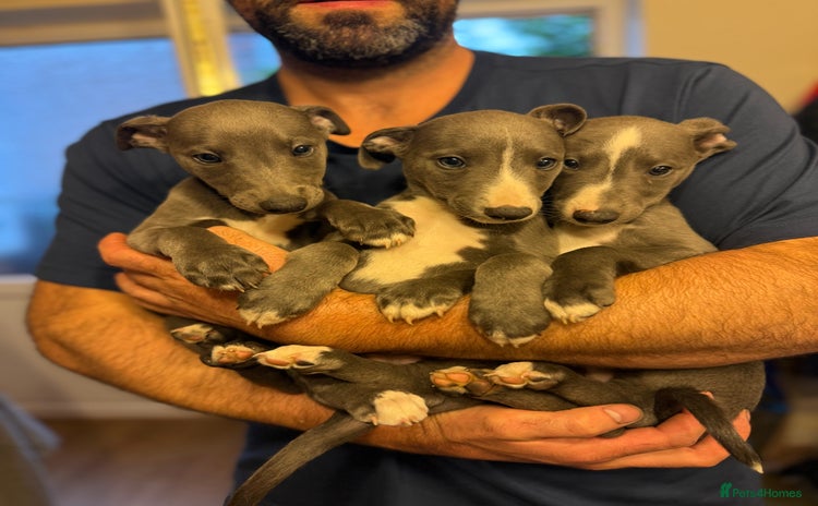Whippet dogs - Advert 7