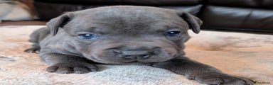 Staffordshire Bull Terrier Puppy 7