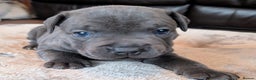 Staffordshire Bull Terrier dogs for sale: Blue Staffordshire bull terrier puppies  - Advert 9