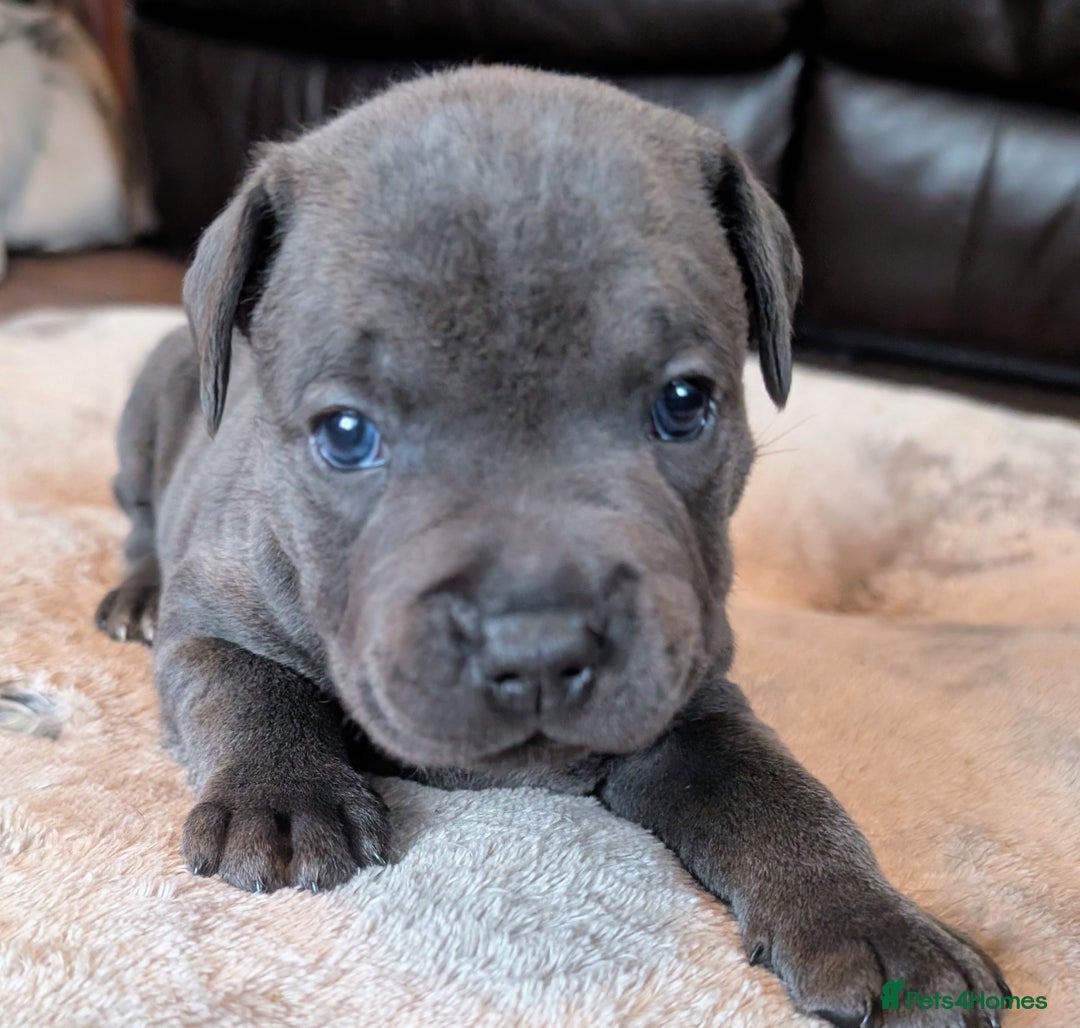 Staffordshire Bull Terrier dogs for sale: Blue Staffordshire bull terrier puppies  - Advert 9