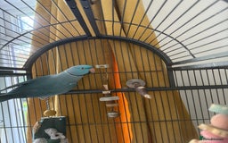 Parakeets birds for sale: Male Indian ringneck  - Image 4