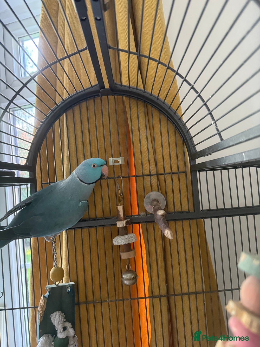 Parakeets birds for sale: Male Indian ringneck  - Image 4
