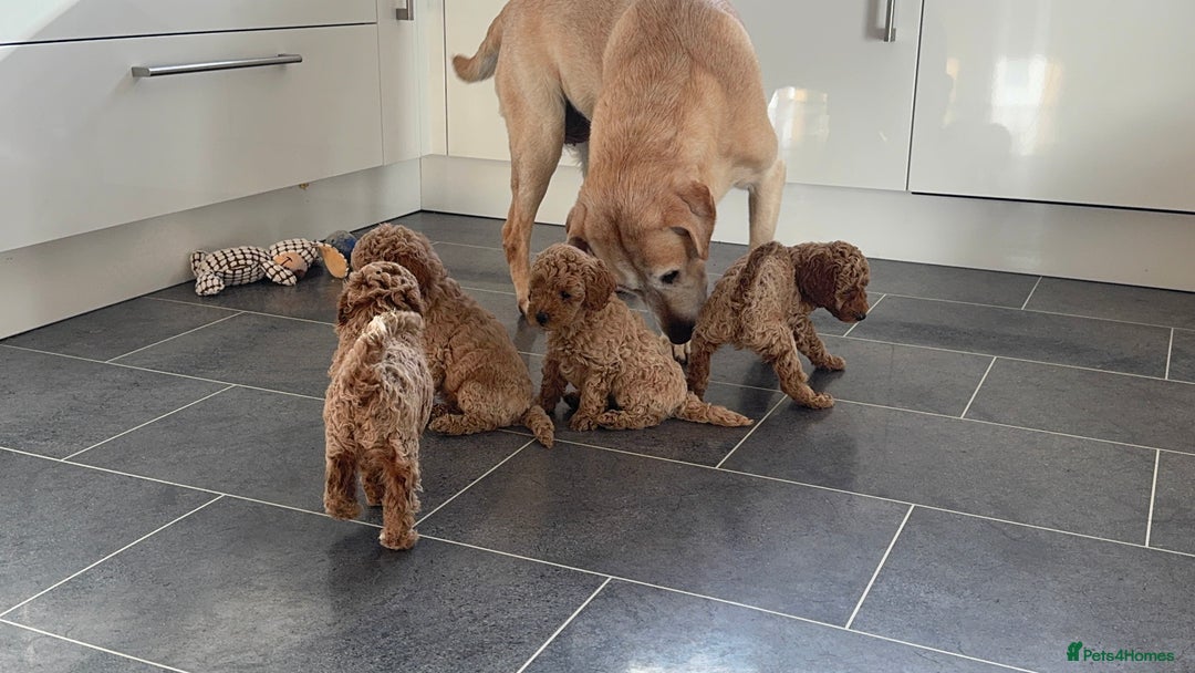 Miniature Poodle dogs for sale: Stunning Miniture Poodles - Image 4