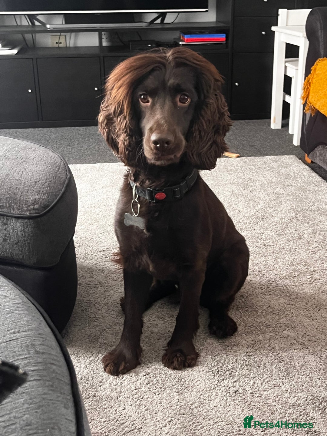 Cockapoo dogs for sale: Cockerspaniel - Advert 1