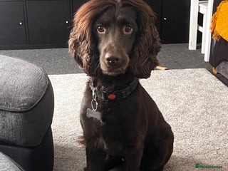 Cockapoo dogs Cockerspaniel - Advert 1