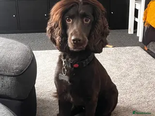 Cockapoo dogs Cockerspaniel - Advert 6