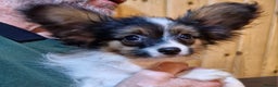 Papillon dogs for sale: Kennel Club registered Papillons - Advert 19