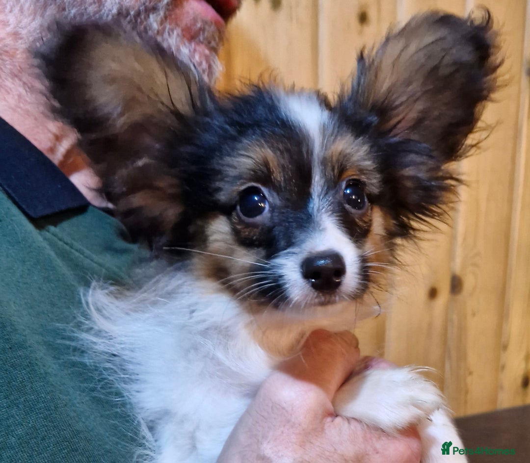 Papillon dogs for sale: Kennel Club registered Papillons - Advert 19