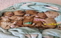 Cavapoochon dogs for sale: Cavapoochon puppies available  - Image 1