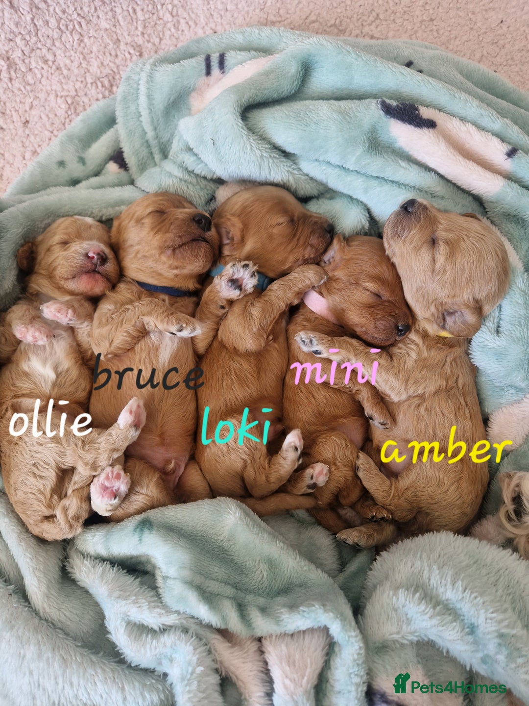 Cavapoochon dogs for sale: Cavapoochon puppies available  - Image 1