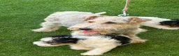 Fox Terrier dogs for sale: Fox Terrier Puppies For Sale  in Ashford - Advert 8