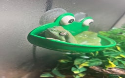 Frog reptiles for sale: Three whites tree frogs including terrarium  - Image 6