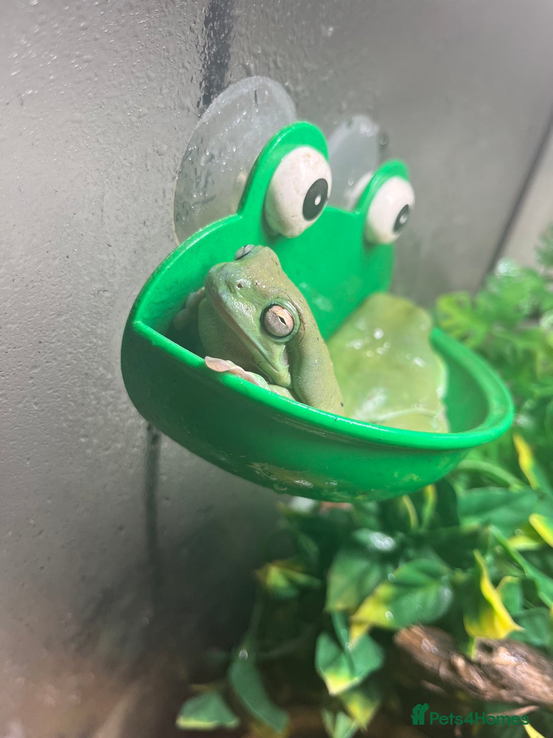 Frog reptiles for sale: Three whites tree frogs including terrarium  - Image 6