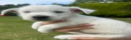 West Highland Terrier dogs for sale: West highland terrier  in Northallerton - Advert 30
