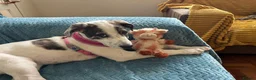 Lurcher dogs for sale: New home needed for Ruba - Advert 14