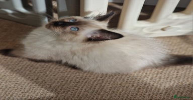 Ragdoll cats - Advert 13