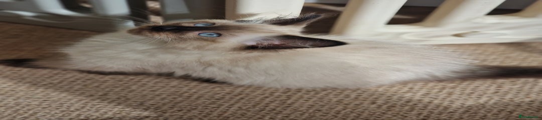 Ragdoll Kitten 1 seal point boy