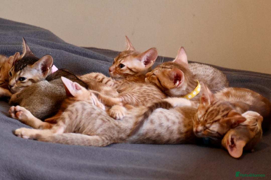 Ocicat cats for sale: Stunning Ocicat Kittens in Aberdeenshire - Advert 7