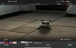 French Bulldog dogs for sale: Male French Bulldog ❤️ - Image 3