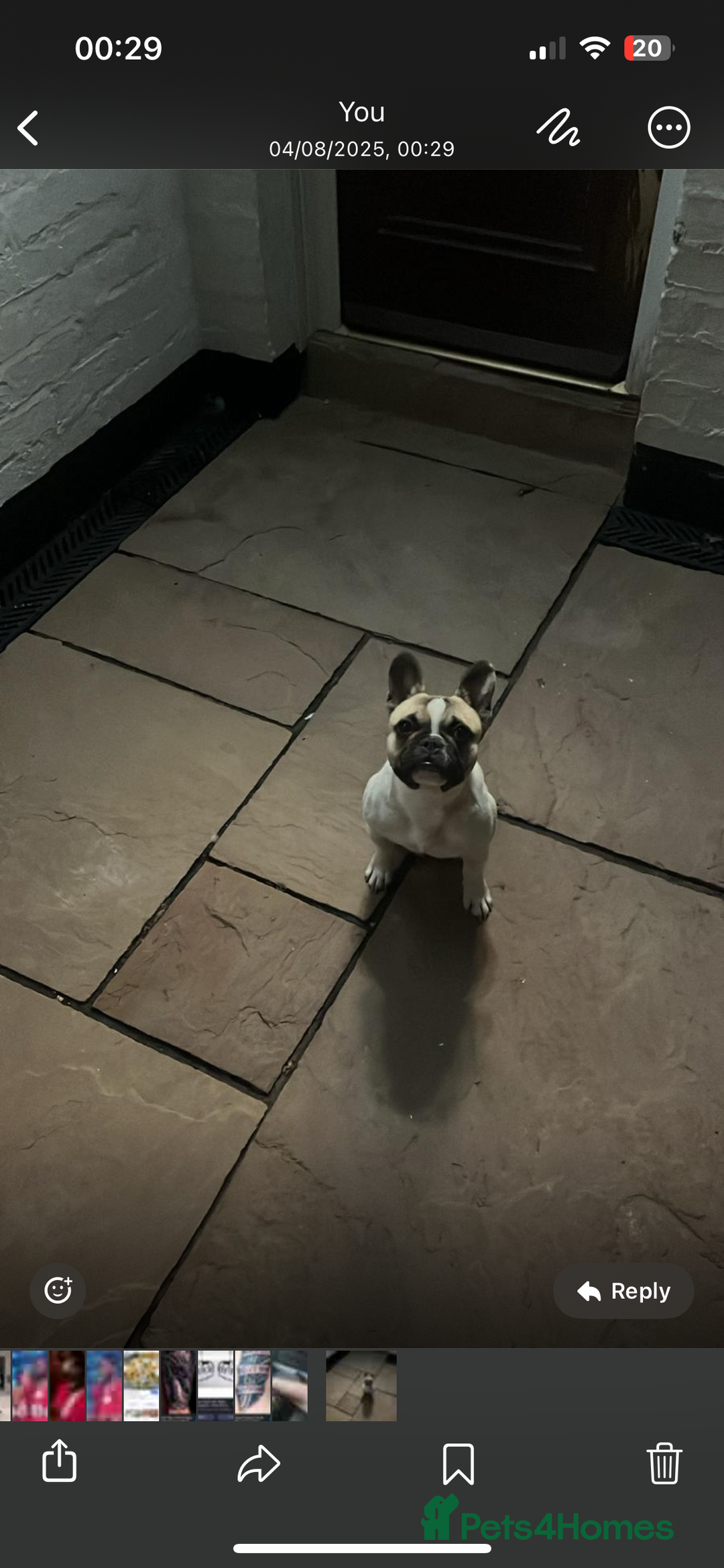 French Bulldog dogs for sale: Male French Bulldog ❤️ - Image 3