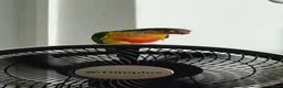Conures birds for sale: 3 month old Yellow sided Green Cheek Conure  - Advert 8