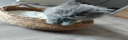 British Shorthair cats for sale: British shorthair kittens  - Advert 8
