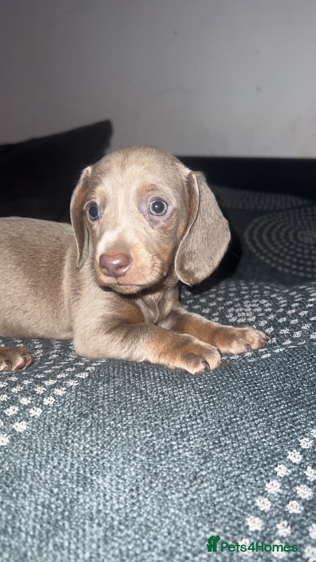 Dachshund dogs 💗 1 GIRL LEFT 💗 Isabella and tan 👀 🏡  - Advert 20