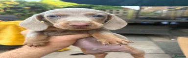 Dachshund 3