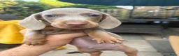 Dachshund dogs for sale: Isabella dachshunds  - Advert 17