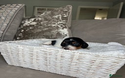 Miniature Dachshund dogs for sale: KC registered longhair Piebald puppies  - Image 12