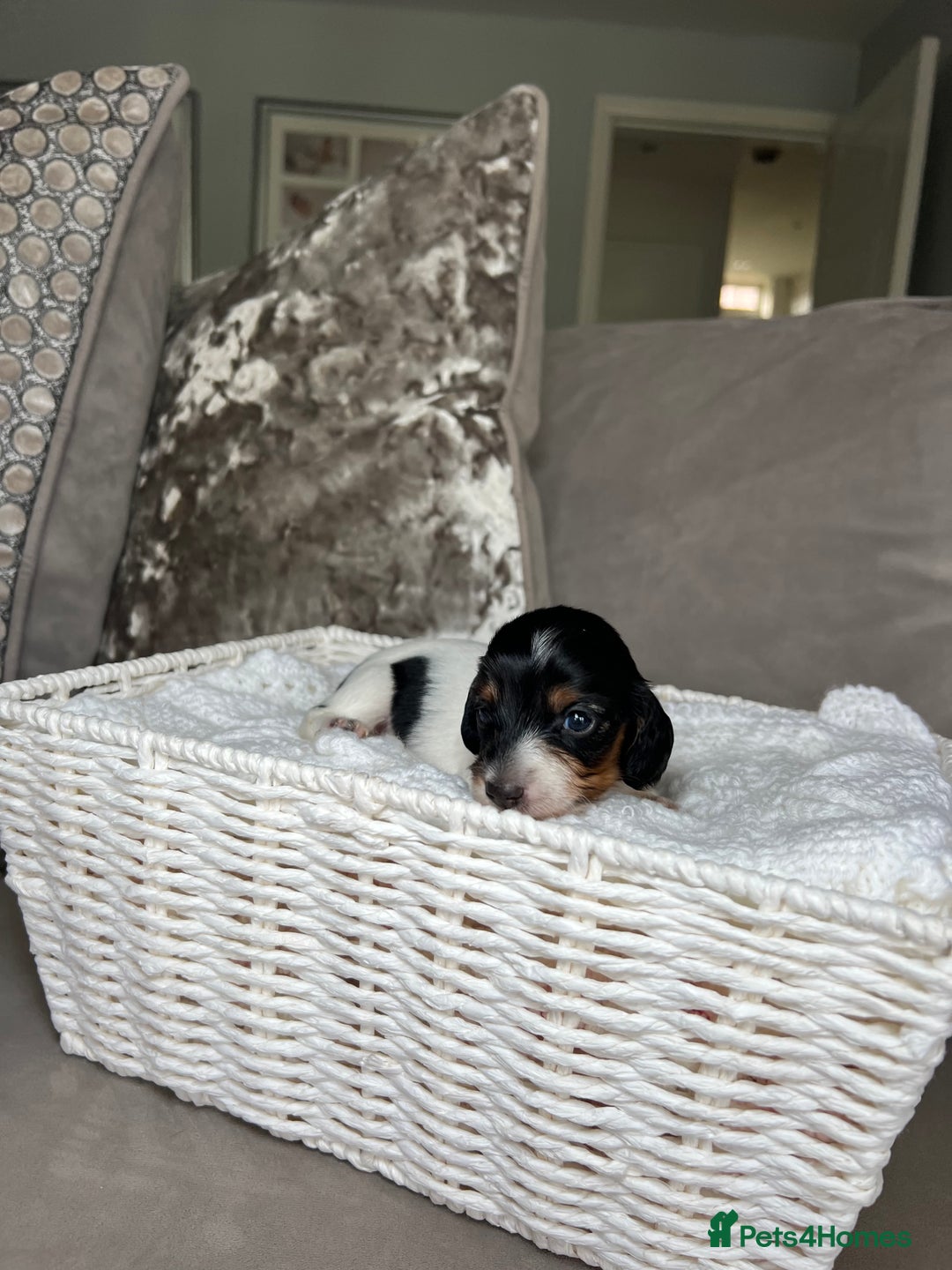 Miniature Dachshund dogs for sale: KC registered longhair Piebald puppies  - Image 12