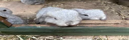 Mini Lop rabbits for sale: 6 mini lops for collection on 20th August 2026 - Advert 14